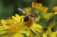 Eristalis-tenax